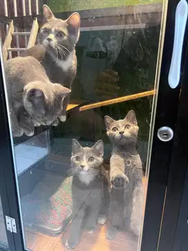Kucing kitten bsh
