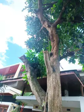 Tebang pohon. Wa D foto profil ya