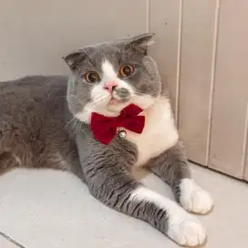 Jasa pacak kucing