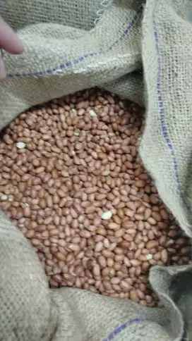 KACANG TANAH INDIA TJ 80/90