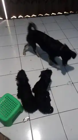 Jual anjing poodle x tekel
