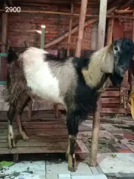 Kambing Qurban Pak Sarimin Buka di Rumah Sendiri