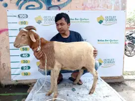 domba tipe B outlet qurban juara