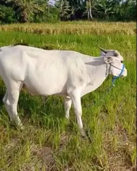 paketan 5 ekor sapi putih ongole 260kiloan timbang hidup buat panitia