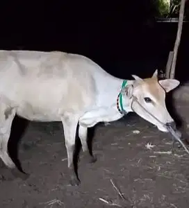 obral 5 ekor sapi putih ongole 260kiloan timbang hidup panitia kurban