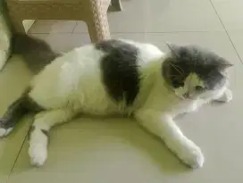Kucing Persia Set Dengan Kandang Dan Isinya