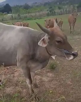5 ekor sapi putih ongole 260kiloan timbang real buat panitia kurban ok