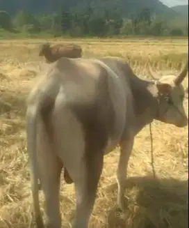 sapi putih ongole 260kiloan timbang real buat panitia kurban ok