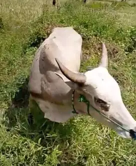 sapi qurban putih ongole atau kupang cross 260kiloan siap sapi kurban