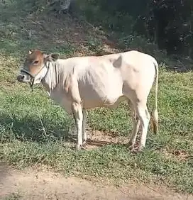obral 5 ekor sapi qurban putih ongole 260kiloan buat DKM panitia puas