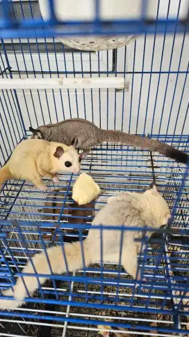 Ready sugar glider jantan
