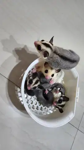 Ready 4 sugar glider betina
