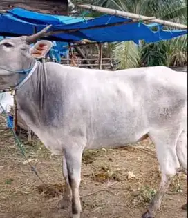 sapi putih 260kiloan siap sapi qurban murmer ekonomisan manteb 20jt-an
