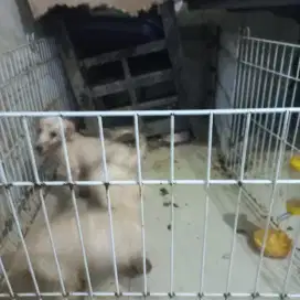 Pupy pudel 7bln puti tulang