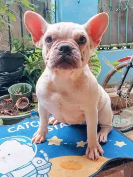 French Bulldog Betina 10 bulan