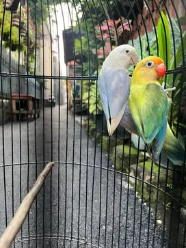 Lovebird PF Blue x BPE