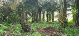 Kebun sawit produktif