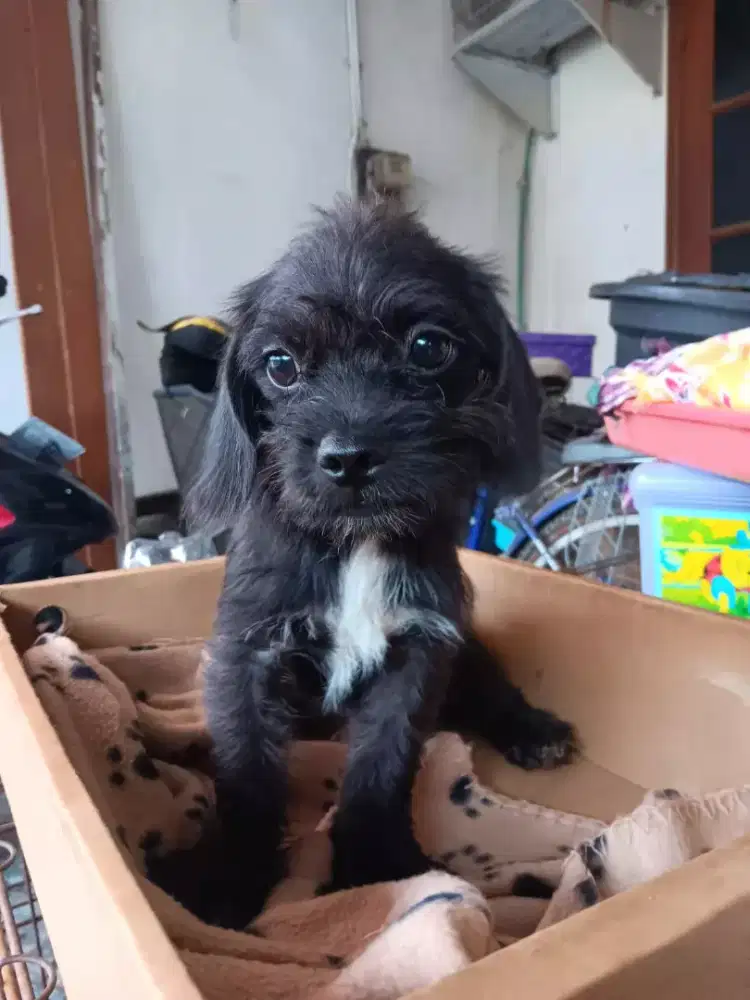 Anakan Anjing Poodle Mix Pug