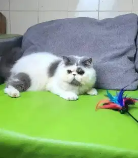 Jasa pacak kucing