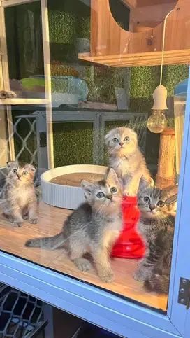 Scottish fold dan straight