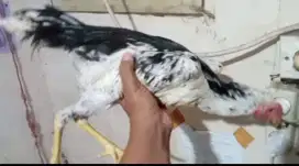 Ayam jago tulak