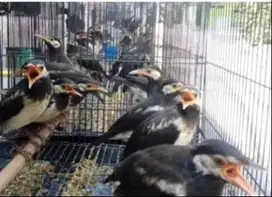 BURUNG JALAK SUREN LOLOHAN MANDIRI