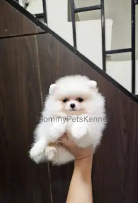 Anjing Pom mini TERMURAH