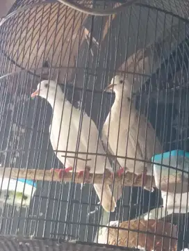 Sepasang Burung Puter Pelung