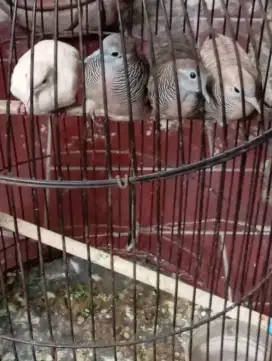 4  Burung Perkutut ( putih, krem, crosing bangkok)