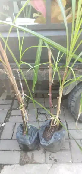Tanaman Tebu ireng