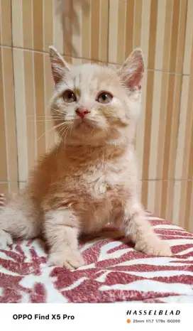 Kitten BSH Scottish Straight Jantan