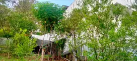 Rumah Villa + Kebun buah2an  di  Leuwiliang BOGOR  jual cepat