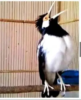 burung jalak suren gacor dewasa cocok buat satpam di rumah