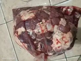 Ayam mabur fress