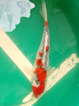Ikan koi jenis Goshiki 41cm male