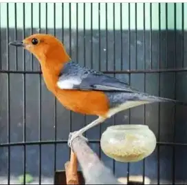 jual burung anis merah punglor riwikan