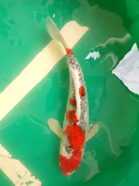 Ikan koi jenis Gohiki 41cm male