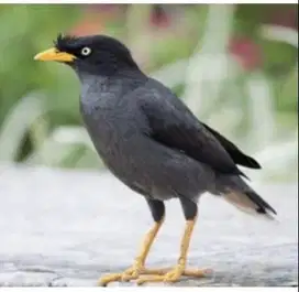 burung jalak kebo rawatan rajin bunyi