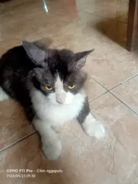 Kucing peranakan Persia himalaya