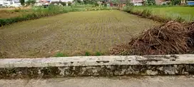 Dijual sawah di manisrenggo zona kuning deket jalan raya