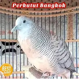 burung perkutut bangkok dewasa anggungan gacor