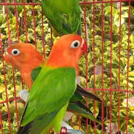 burung lovebird love bird biola gren