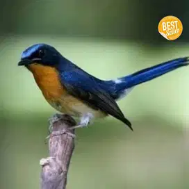 burung tledekan gunung jantan sumatra