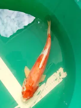 Ikan koi jenis Kikushui 35cm antik