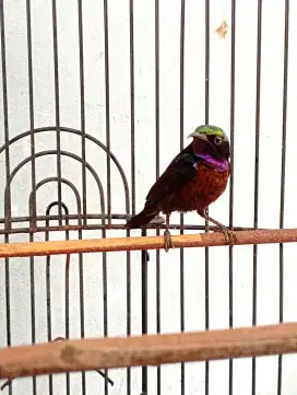 Burung ko nin da cok rajin masteran murai