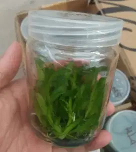 Bibit Anggrek Botol Dendrobium