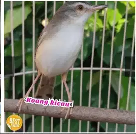 BURUNG CIWAH CIBLEK SAWAH GACOR BUAT MASTERAN