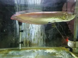 Ikan Arwana 25cm++