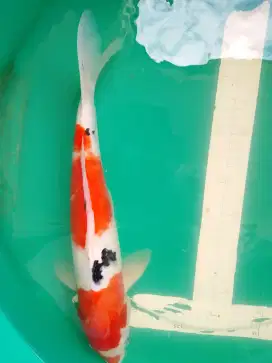Ikan koi jenis Sanke 41cm