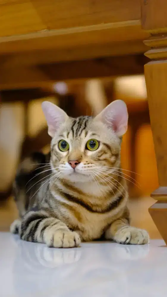 Kucing Cakep Ras Bagus Jantan
